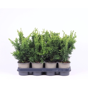 Chamaecyparis obtusa 'Draht'