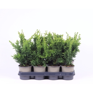 Chamaecyparis obtusa 'Draht'