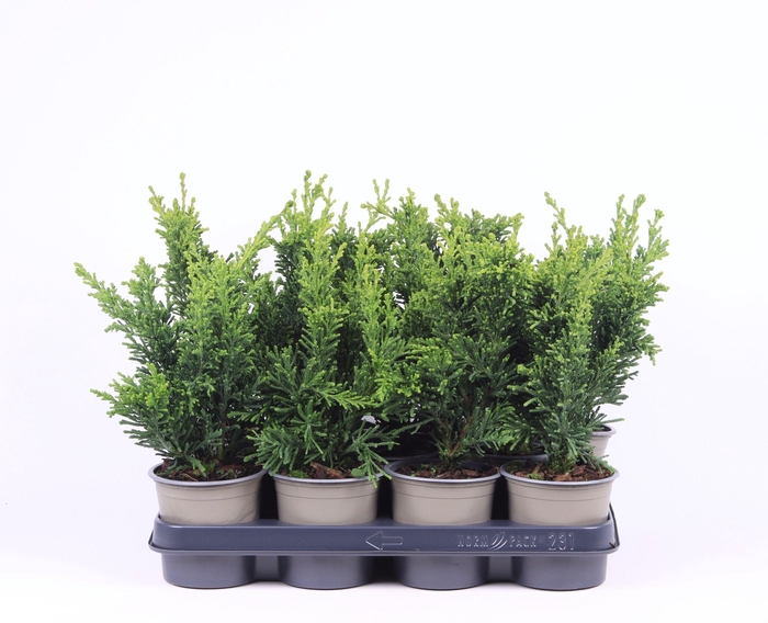 <h4>Chamaecyparis obtusa 'Draht'</h4>