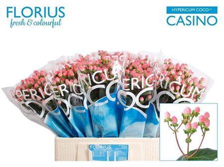 <h4>Hyp Coco Casino</h4>