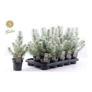 Pinus Silver Crest Snow