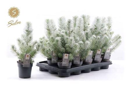 <h4>Pinus Silver Crest Snow</h4>