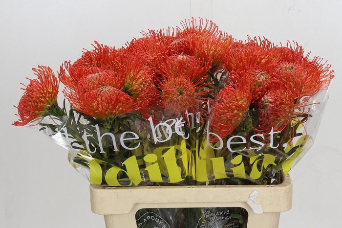 <h4>LEUCO CO SUCCESSION</h4>