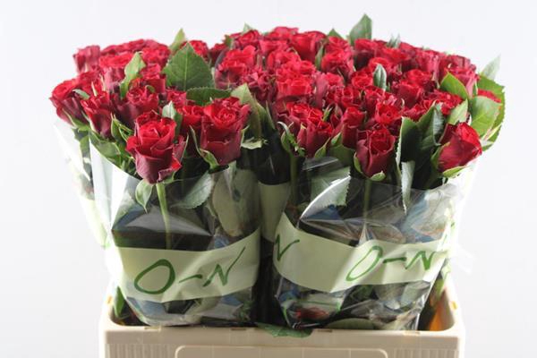 <h4>R Gr Red Ribbon L60</h4>