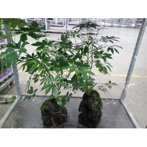 Arr.   Kamerplant Groen H%