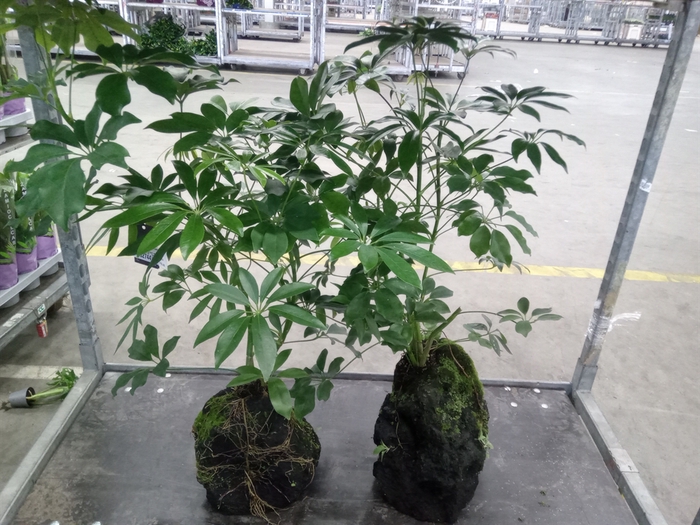 <h4>Arr.   Kamerplant Groen H%</h4>
