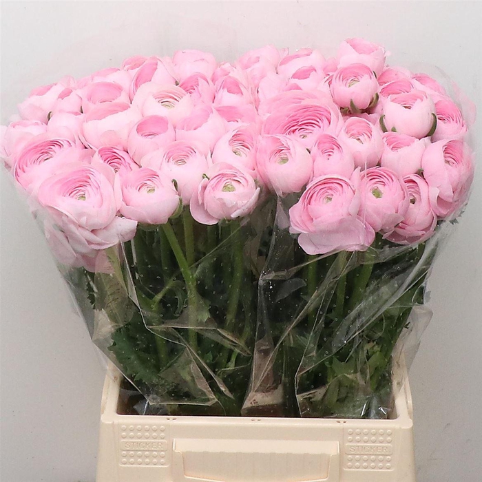 Ran Su Hanoi Pink Extra