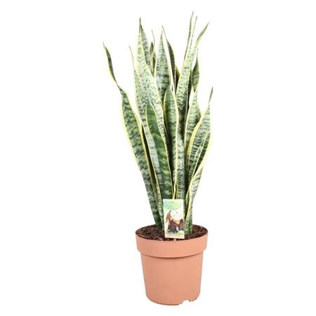 Sansevieria Laurentii