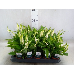 Spathiphyllum  'Chopin'