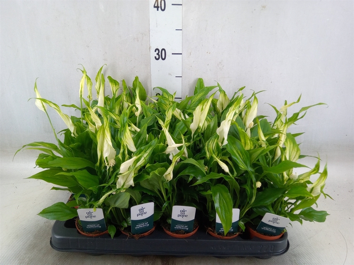 <h4>Spathiphyllum  'Chopin'</h4>
