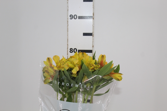 <h4>ALSTROEMERIA CARIBBEAN 080 CM</h4>