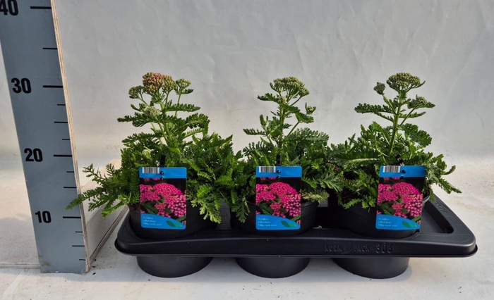 Achillea millefolium