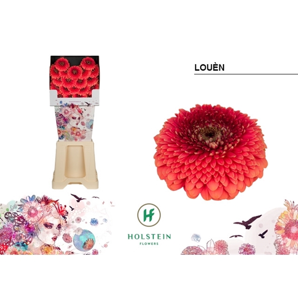 <h4>Ge Mi Pomponi Louen Diamond Holstein</h4>