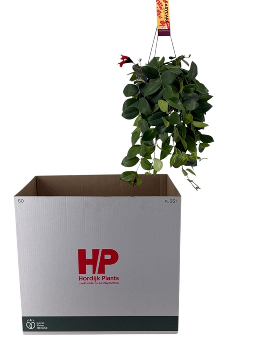 <h4>AESCHYN MONA LISA</h4>