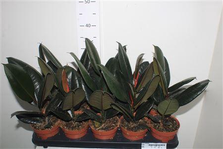 <h4>Fic El Abidjan</h4>