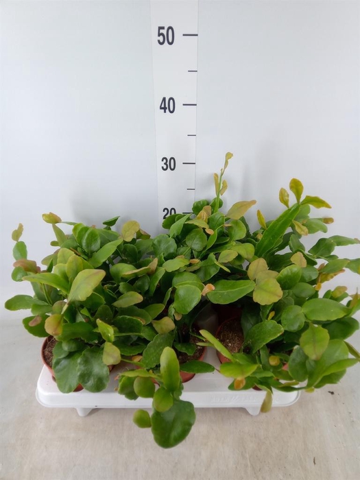 <h4>Rhipsalis   ...</h4>