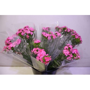 Di Barb S Will Pink X5
