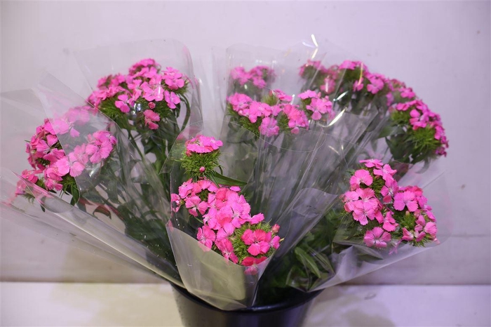 <h4>Di Barb S Will Pink X5</h4>
