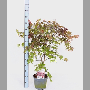 ACER PA ATROPURPUREU