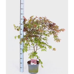 ACER PA ATROPURPUREU