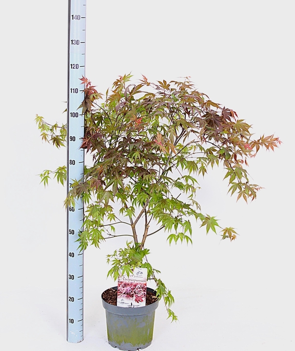 <h4>ACER PA ATROPURPUREU</h4>