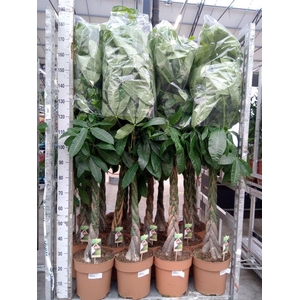 Pachira aquatica