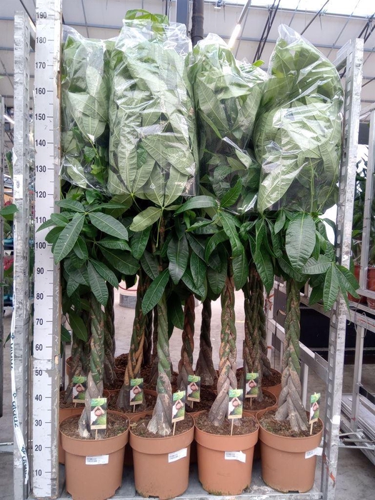 <h4>Pachira aquatica</h4>