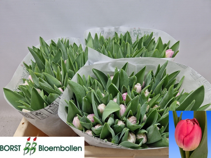 <h4>TU DU VOQUE</h4>