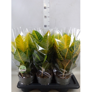 Codiaeum var. GR 'Petra'
