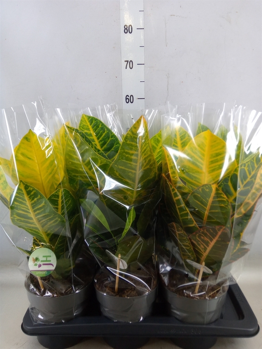 <h4>Codiaeum var. GR 'Petra'</h4>