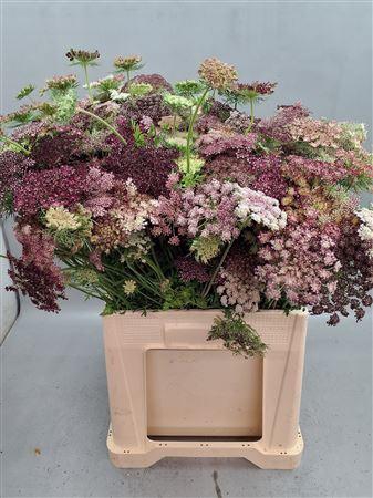<h4>DAUCUS CAROTA DARA</h4>