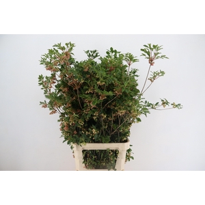 ENKIANTHUS  SPRAY BLOEIEND 100/110CM