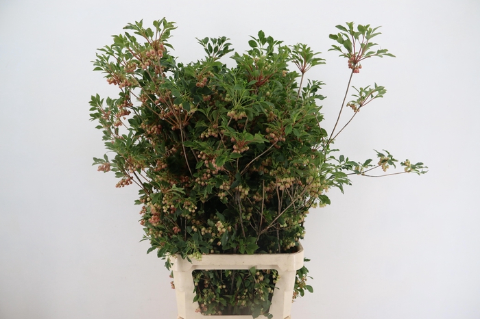 <h4>ENKIANTHUS  SPRAY BLOEIEND 100/110CM</h4>
