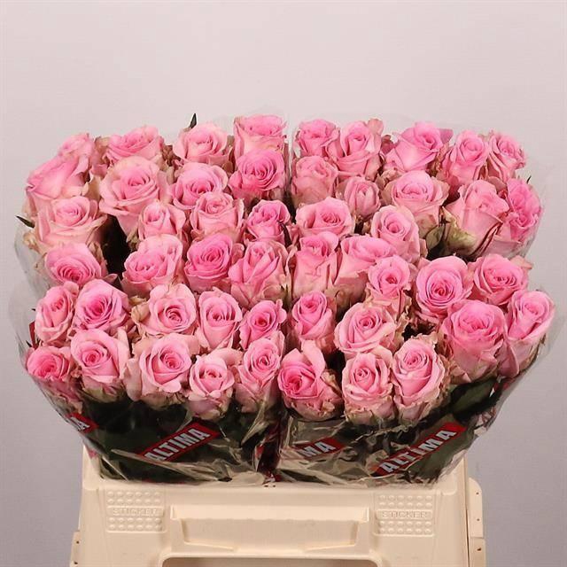 <h4>R GR JESSIKA</h4>