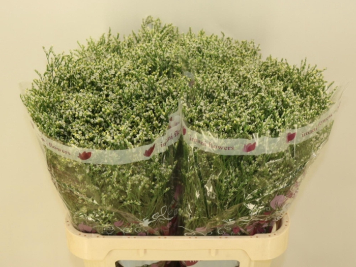 <h4>LIM SIN CLEAR DIA</h4>