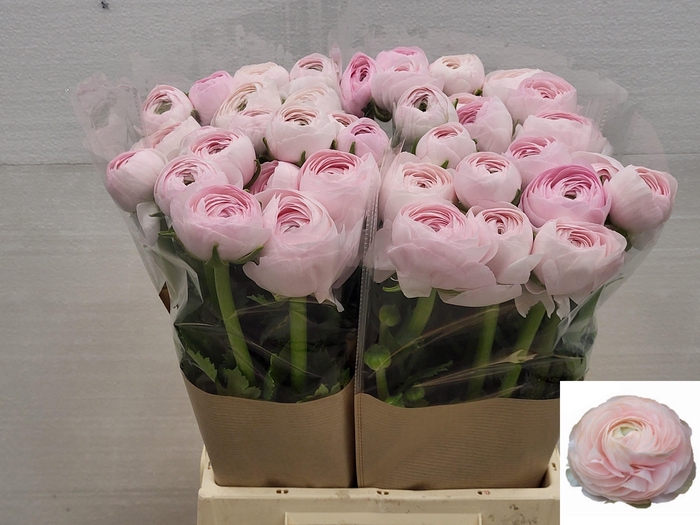 <h4>RAN SU LADY</h4>