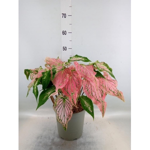 Caladium   ...