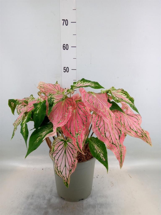 <h4>Caladium   ...</h4>