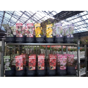 Heesters   ...mix          [Scrubs]