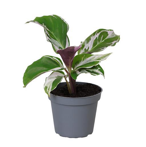 <h4>CALATHEA HYBRIDA</h4>