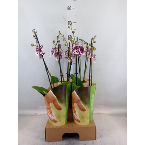 Phalaenopsis  'FC Untold Storie'