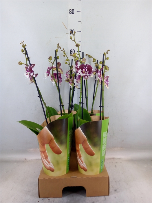 <h4>Phalaenopsis  'FC Untold Storie'</h4>