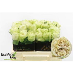 R Gr White Kahala-bb