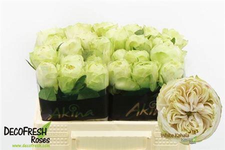 <h4>R Gr White Kahala-bb</h4>