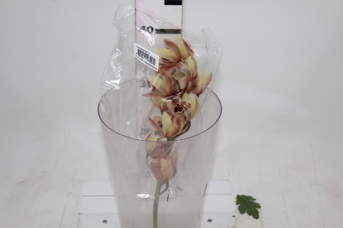 <h4>CYMBIDIUM HT MIN 9 FLS CHAMPAGNE/CREME</h4>