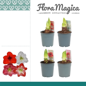 Hippeastrum Mix 2 Knop