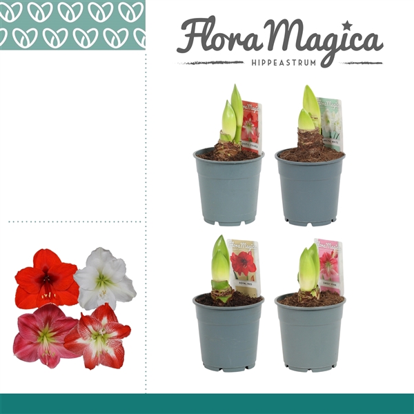 <h4>Hippeastrum Mix 2 Knop</h4>