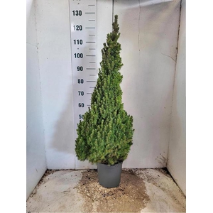 PICEA GL CONICA