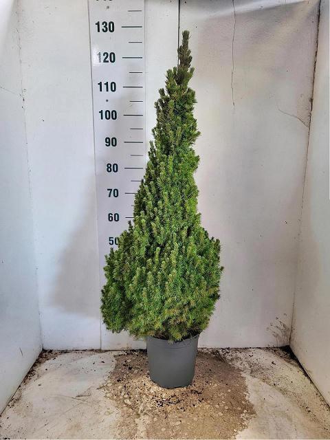 <h4>PICEA GL CONICA</h4>