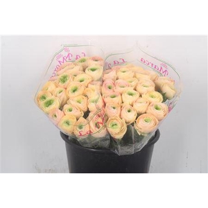 Ran.. Su Tuareg Extra